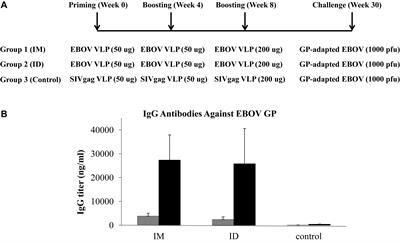 Intradermal Immunization of EBOV VLPs in Guinea Pigs Induces Broader Antibody Responses Against GP Than Intramuscular Injection